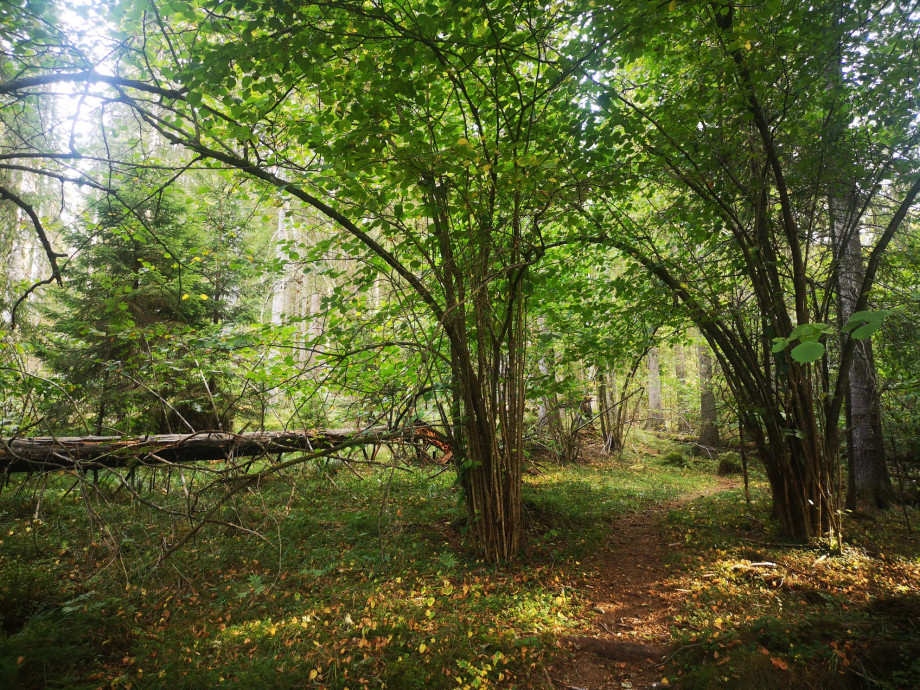 Nordbyåsenskogen_5.jpg